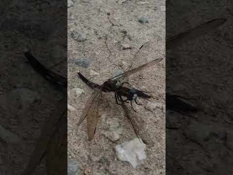 #dragonfly #밀잠자리 #동족식육현장 #약육강식