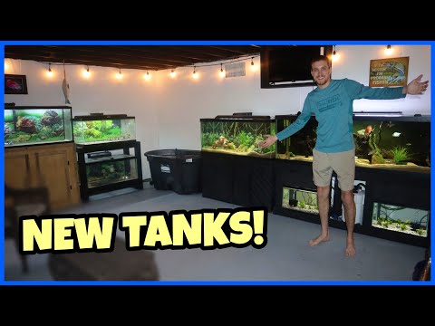 Adding FOUR AQUARIUMS To My FISH ROOM! In this video, I get a few more of my aquariums moved over to the new fish room! Thanks for watching