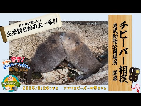 生後20日齢の大一番！！チビーバー相撲開幕！【突撃！東武のビーバーファミリー🦫】東武動物公園　公式YouTubeチャンネル サムネイル