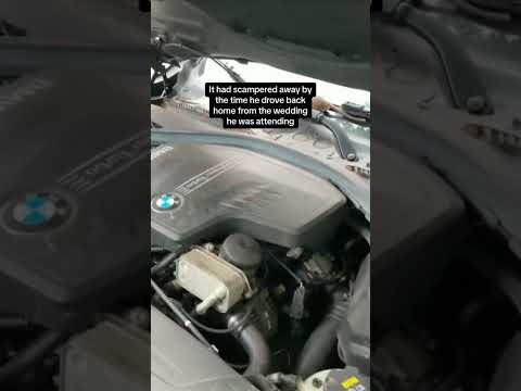 Rat surprises driver on road trip