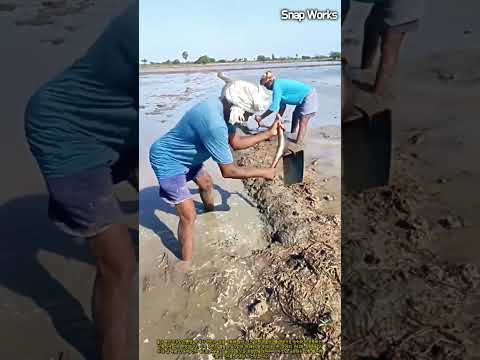 수로 흙 속을 더듬어 대형 장어를 연달아 낚아 올리는 수작업 어획 공정 #worker #process #eelfishing #nature #catch