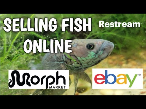 the fish BUZZ EPISODE 14 Turn your videos into live streams with https_//restream.io

Join as we discuss shipping online. Pro