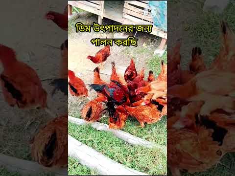 🛖দেশি মুরগি পালন 🌿#shorts #shortvideo #shortsfeed #deshimurgi #farming #pets #viral #viralvideo