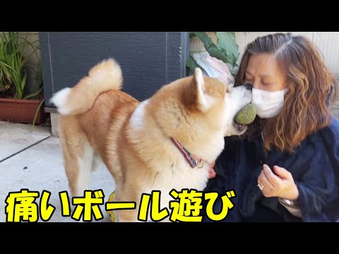 ボール遊びは痛いです・秋田犬そら・シェパード犬マック