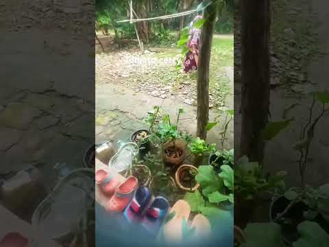 Cherry tomato #shortvideo #food #fruits #vegetables #haelthy