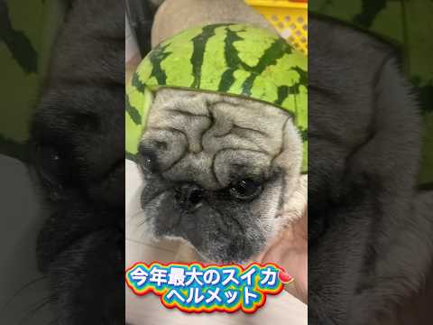 今年最大のスイカヘルメット #パグ #インコ #かわいい #スイカ #ヘルメット