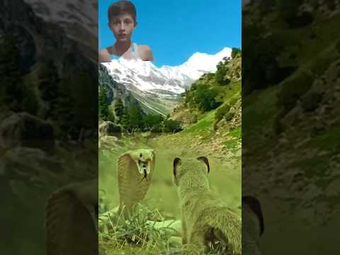 Brown Wild Cat In Front Of Cobra Shorts #amazinganimalsanimalkingdom