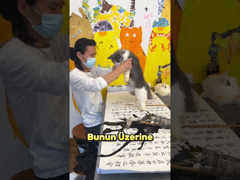 Adama Kedilerden İllallah Geldi.. 😹😅