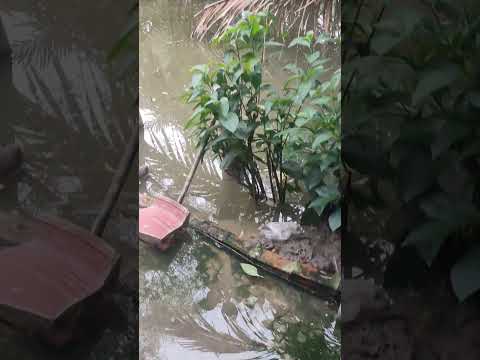 Giữa nước lũ, vẫn thấy quê mình hiền hòa đến lạ! This is my countryside during flood season raw real