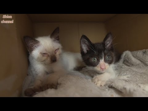 保健所から風邪と栄養失調で弱っていた子猫たちがやってきました