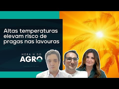 Altas temperaturas elevam risco de pragas nas lavouras | HORA H DO AGRO