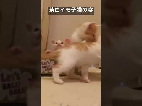 茶白イモ子猫4匹の宴   #cat #kitten #猫 #子猫 #ねこ #こねこ #cute  #animal  #猫のいる暮らし #shorts