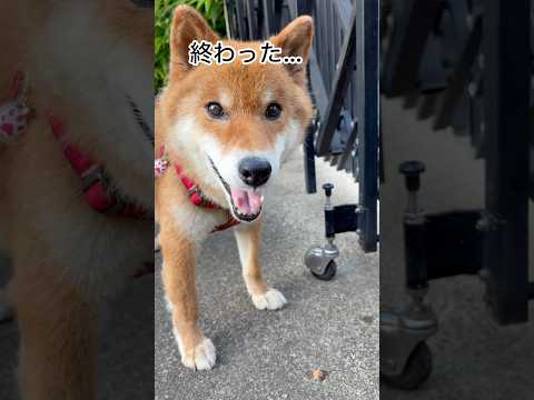 ’25.7.13 遠吠えを忘れた力丸…？ #柴犬 #shibainu #柴犬のいる暮らし #柴犬の日常 #力丸 サムネイル