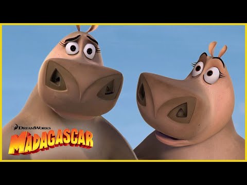 ¡Gloria, Gloria, Gloriaaa! 👑🦛⭐️ | DreamWorks Madagascar en Español Latino