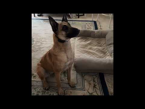 Belgian Malinois Senses Evil Through TV Screen & Reacts!