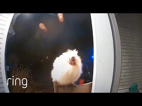 Mysterious Chicken Makes an Appearance in Front of Man’s Home | RingTV