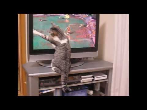 ネコとテレビ