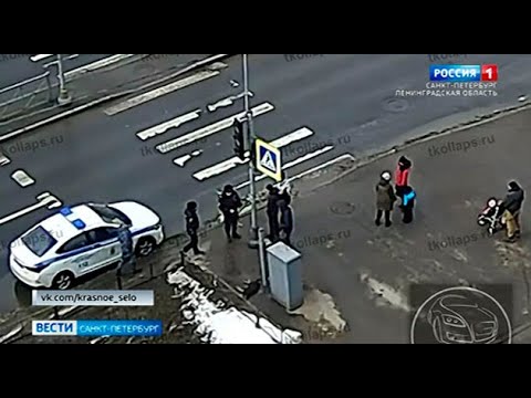 В Красном Селе из-за удара током от светофора погиб домашний пёс