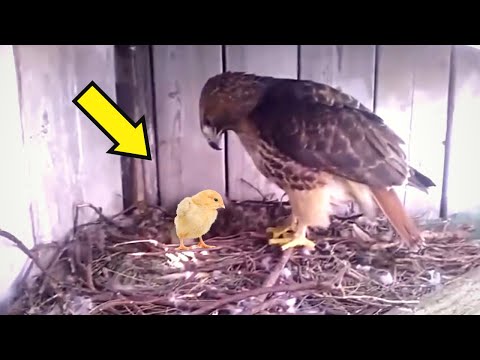 Farmer je stavio kokošje jaje u orlovo gnijezdo! Evo šta se desilo!