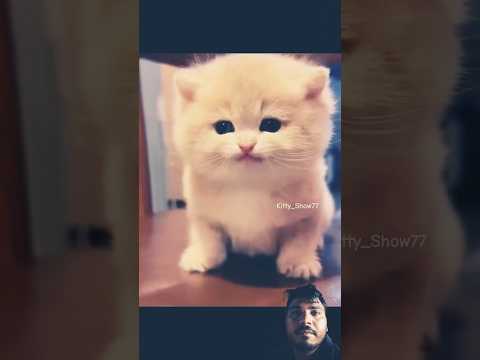 Cutest Cats Ever😻💞#cat​ #cute​ #kitten​ #shorts