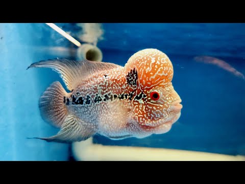 Instagram hacked. Fishroom update with baby flower Merch store_
http_//rumballsfishroom.theprintbar.com/home

Official sponsor_
https_//www.carinepetce