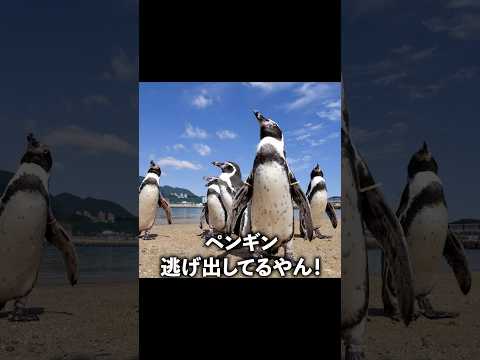 猫の動画サムネイル - 水族館のペンギンが脱走した！？🐧