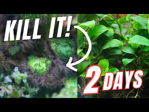 How to Kill Black-Bearded Algae in 2-Days? If you’re having problems with black bearded algae (BBA) in your aquariums, here is the fastest an