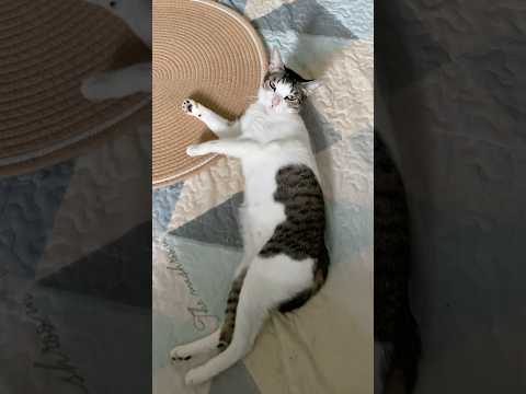 Cats day 14 Oct 2025 #cats #catlover #tombamlucky #fypsg #sgcats