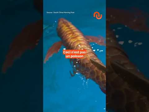 Un poisson-robot chinois ?