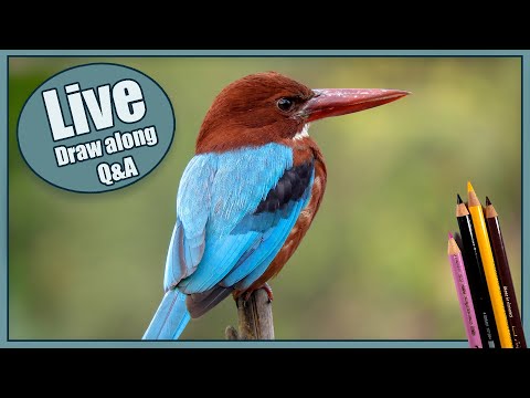 Draw a KINGFISHER with me | PART 1 | Pastel pencils| LIVESTREAM