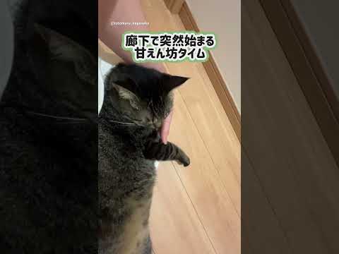 突然廊下で始まる甘えん坊タイム #保護猫 #ととまる #cat
