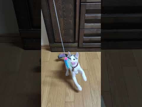 #子ネコ #cat #猫じゃらし