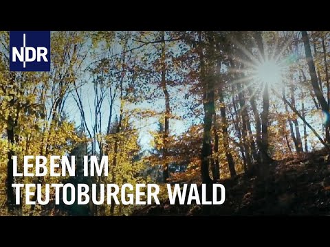 Pflanzen, ernten und genießen - Leben im Teutoburger Wald | die nordstory | NDR Doku