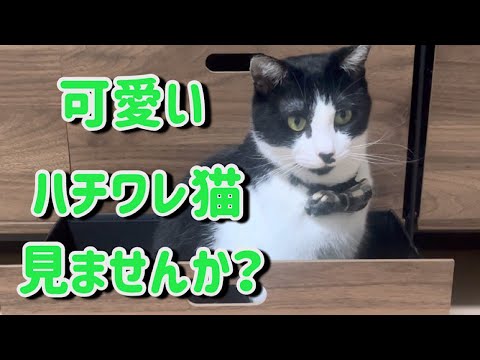 ハチワレ猫とお喋りライブ！今日はたくさんお喋りしてくれるかな？？