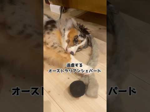 邪魔するママ#オーストラリアンシェパード#犬のいる暮らし #中型犬#かわいい#癒し#australianshepherd #puppy #dog