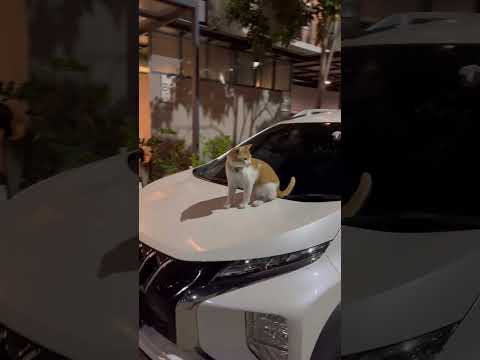 Do You Know What Breed Of This Old Cat Is?#cat #cute #cats #catshorts #catvideos #猫 #catvideos