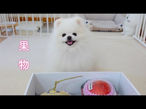 実家の母から果物が届くと気づいたポメラニアンの行動に驚きました