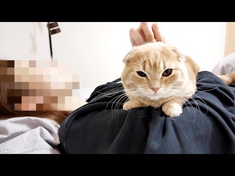 ねおの猫。短足マンチカンよちひこの最新動画｜YouTubeランキング