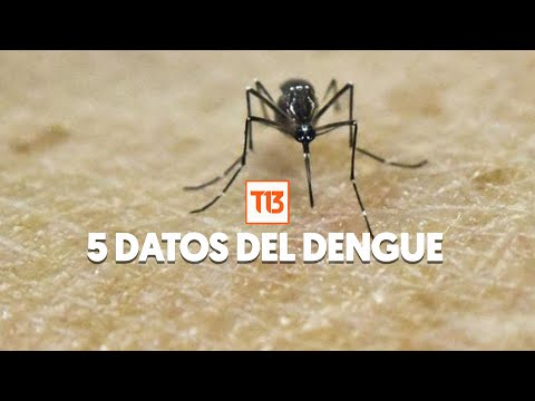 Los 5 datos que debes saber sobre el dengue: Contagio y tratamiento de la enfermedad