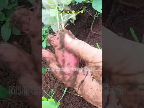 mulung anakan ubi #shorts #budidayatanaman #pertanian #viral #berkebun #harvest #ubi #gardening