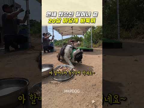 <strong>연세</strong> 많으신 할머니를 지키는 20살 마당개 바둑이