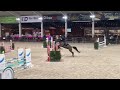 Show jumping horse Soquette