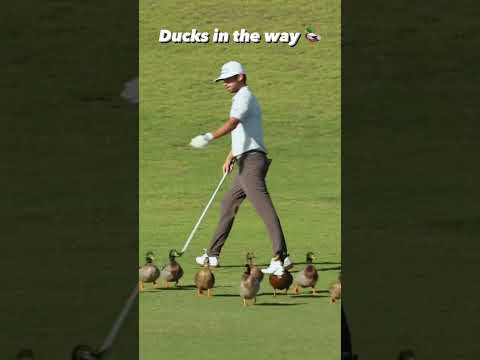 No ducks were harmed while making this video