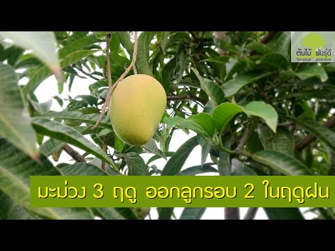 มะม่วง-3-ฤดู-ออกลูกรอบ-2-ในฤดู มะม่วง-3-ฤดู-ออกลูกรอบ-2-ในฤดู