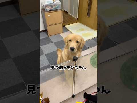 犬の動画サムネイル - 見つめる#goldenretreiver #ゴールデンレトリバー