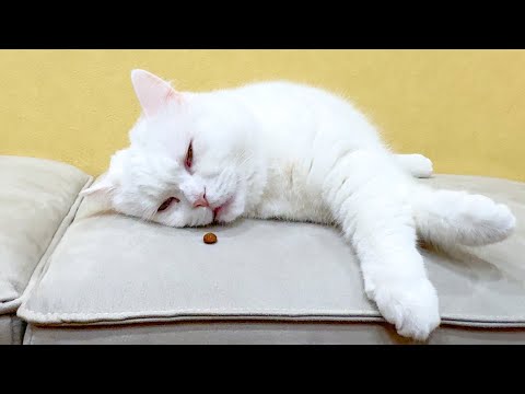 レム睡眠中の猫の前にごはんを置いたら大変なことになった…！