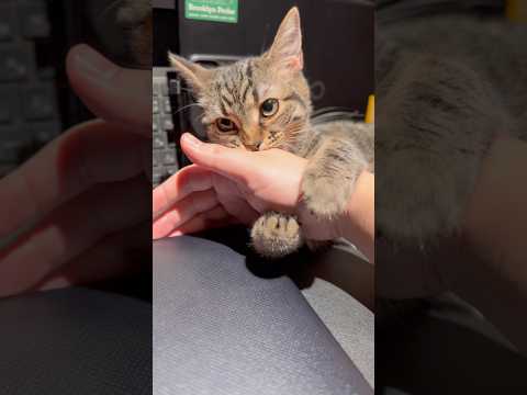 子猫に仕事を邪魔される日常の癒しと笑いの動画 サムネイル
