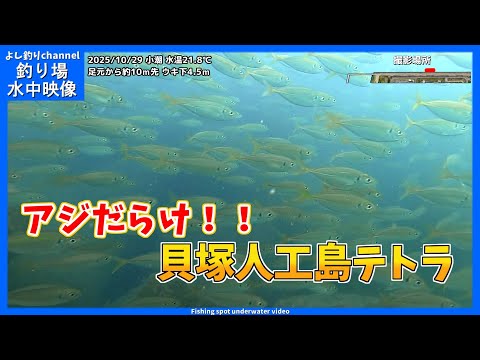 【アジだらけ!】魚種も増えている!大阪の釣り場 貝塚人工島テトラ 2025年10月末 秋の水中映像 No.436