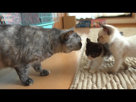 お餅兄弟がトライアルへ出発した後の猫たちの様子