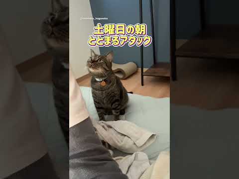 朝からアタックしてくる猫 #保護猫 #ととまる #cat